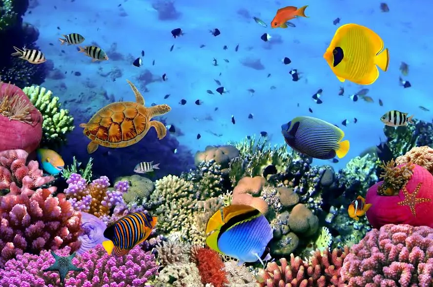 ما هي الكائنات الحية التي تعيش في البحر الاحمر